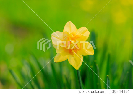 春天盛開的重瓣水仙花 春天盛開的重瓣水仙花 139344195