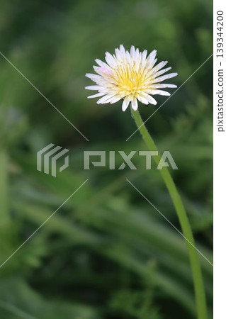 A pure white jewel found amidst the sprouting grass. A pure white jewel found amidst the sprouting grass. 139344200
