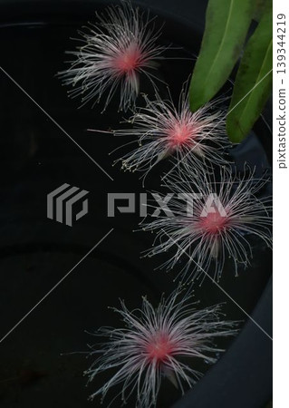 The stillness and emptiness created by the Barringtonia flowers that bloomed for only one night before scattering onto the water's surface. The stillness and emptiness created by the Barringtonia flowers that bloomed for only one night before scattering onto the water's surface. 139344219
