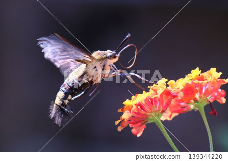 A hummingbird hawk-moth visits a lantana flower to collect nectar. 139344220