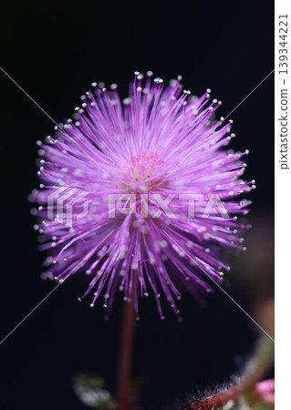 The mimosa flower resembles fireworks floating in the night sky. 139344221
