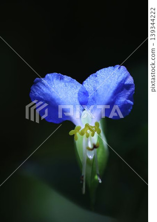 The dayflower blossoms look as if blue butterflies have fluttered up from the deep darkness. 139344222