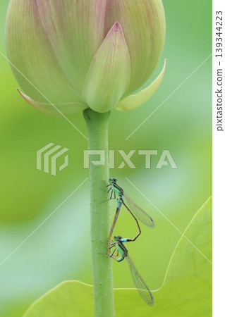 The life cycle of a damselfly unfolds on the stage of a lotus bud. The life cycle of a damselfly unfolds on the stage of a lotus bud. 139344223