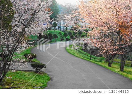 道路與櫻花 道路與櫻花 139344315