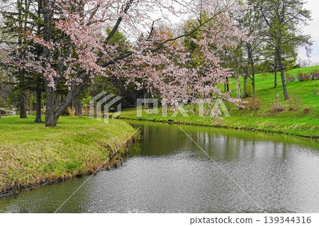 櫻花的風景 櫻花的風景 139344316