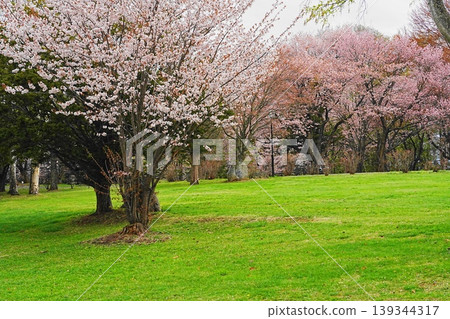 有櫻花的公園 有櫻花的公園 139344317