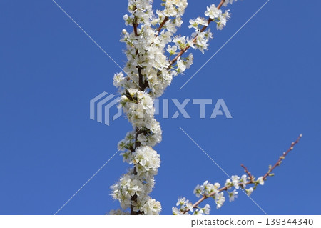 春日花園裡盛開著白色的小梅花 139344340