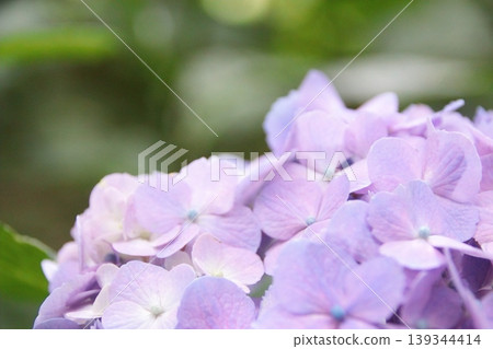 Light purple hydrangea Light purple hydrangea 139344414