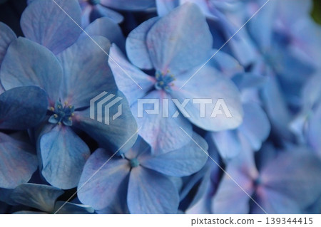 Blue hydrangea Blue hydrangea 139344415