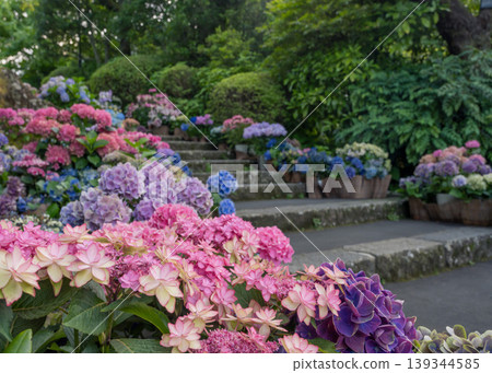 A photo spot at Hakone Gora Shrine where colorful hydrangeas are in full bloom. A photo spot at Hakone Gora Shrine where colorful hydrangeas are in full bloom. 139344585