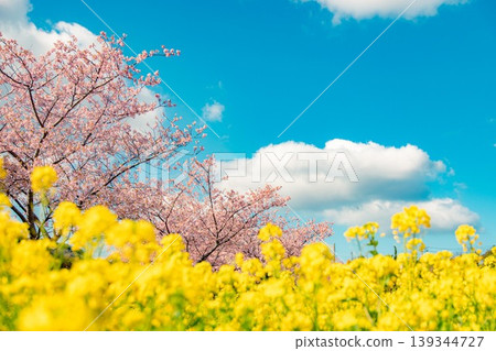 Kawazu cherry blossoms and rape blossoms in Minamiizu-cho Kawazu cherry blossoms and rape blossoms in Minamiizu-cho 139344727