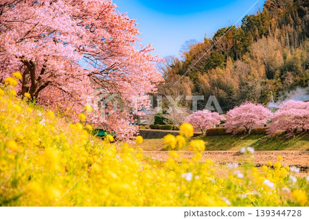 Kawazu cherry blossoms and rape blossoms in Minamiizu-cho Kawazu cherry blossoms and rape blossoms in Minamiizu-cho 139344728
