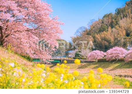Kawazu cherry blossoms and rape blossoms in Minamiizu-cho Kawazu cherry blossoms and rape blossoms in Minamiizu-cho 139344729