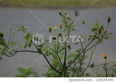 鬼針草 5 鬼針草 5 139344740
