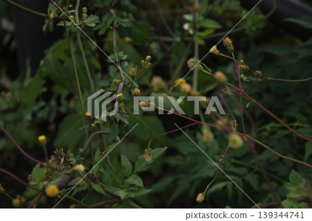 鬼針草 6 鬼針草 6 139344741