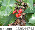 The fruit of Aucuba japonica, an evergreen shrub that grows wild on Mt. Takatori. 139344748