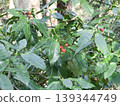 The fruit of Aucuba japonica, an evergreen shrub that grows wild on Mt. Takatori. 139344749