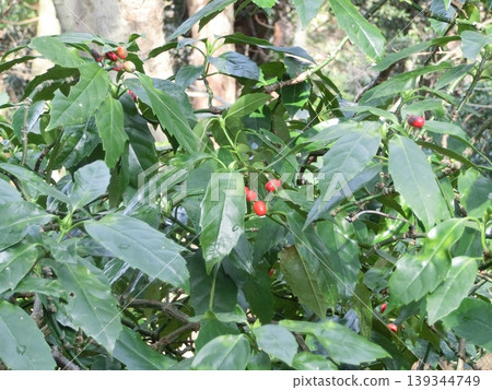 日本金葉珊瑚(Aucuba japonica)的果實,這是一種生長在高取山上的常綠灌木。 日本金葉珊瑚(Aucuba japonica)的果實,這是一種生長在高取山上的常綠灌木。 139344749