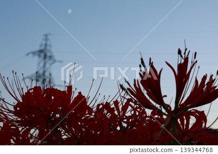 Landscape with cluster amaryllis Landscape with cluster amaryllis 139344768