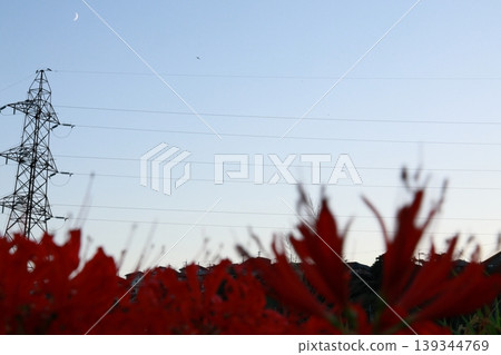 希根花的風景 希根花的風景 139344769