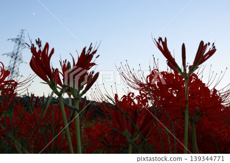 希根花的風景 希根花的風景 139344771