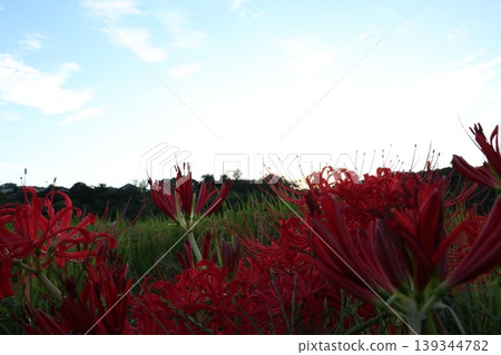 Landscape with cluster amaryllis Landscape with cluster amaryllis 139344782