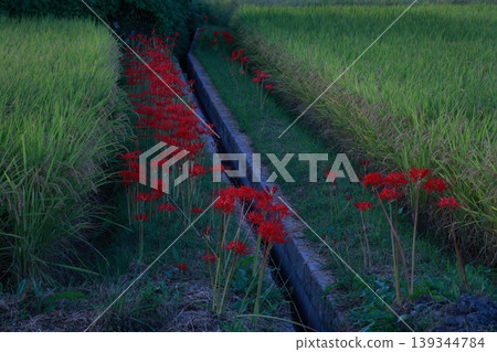 Landscape with cluster amaryllis Landscape with cluster amaryllis 139344784