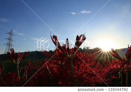 希根花的風景 希根花的風景 139344792