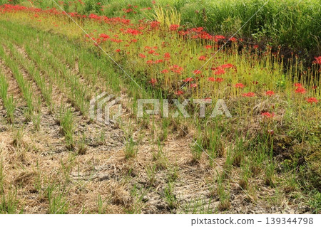 希根花的風景 希根花的風景 139344798