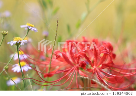 希根花的風景 希根花的風景 139344802