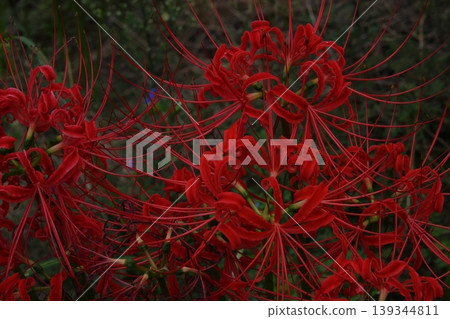 希根花的風景 希根花的風景 139344811