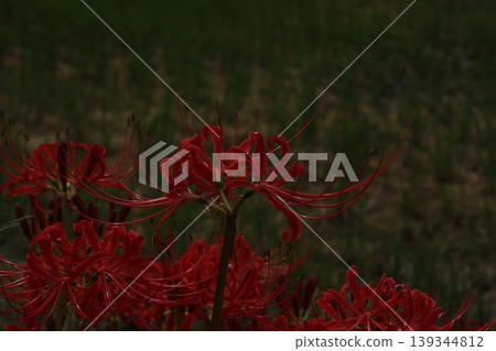 希根花的風景 希根花的風景 139344812