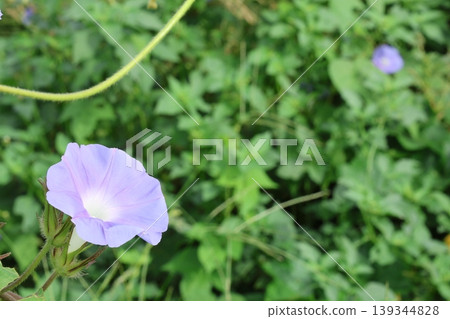 藍色牽牛花 藍色牽牛花 139344828