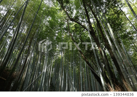 Looking up at the bamboo grove 139344836