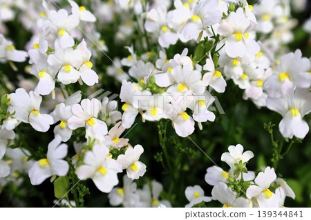 Small white Nemesia flowers Small white Nemesia flowers 139344841