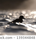 衝浪鴨 139344848