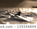 一隻湖鴨 139344849