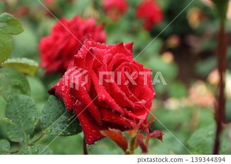 Arao City, Omoyai Citizen's Flower Bed, Rain Rose Garden, Arao City, Omoyai Citizen's Flower Bed, Rain Rose Garden, 139344894