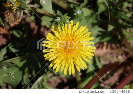 A close-up view of a dandelion flower with yellow petals. A close-up view of a dandelion flower with yellow petals. 139344988