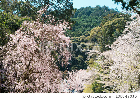 Cherry tree of Mitsui-ji 139345039