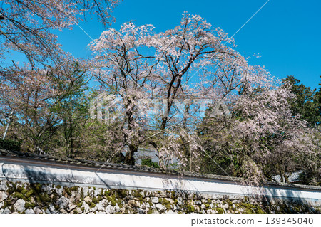 Cherry tree of Mitsui-ji 139345040