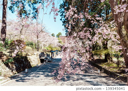 Cherry tree of Mitsui-ji 139345041