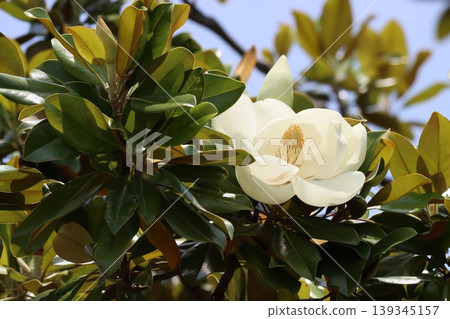 The impressive and captivating flowers of the Southern Magnolia - 10 The impressive and captivating flowers of the Southern Magnolia - 10 139345157