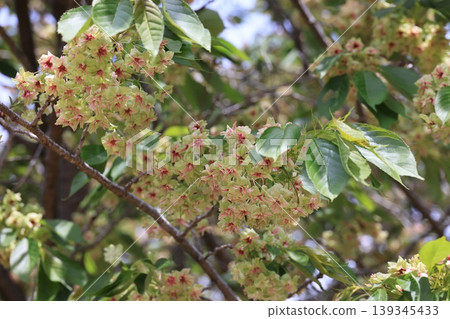 埼玉縣東松山市的行子櫻花 埼玉縣東松山市的行子櫻花 139345433
