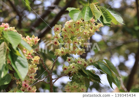 埼玉縣東松山市的行子櫻花 埼玉縣東松山市的行子櫻花 139345434