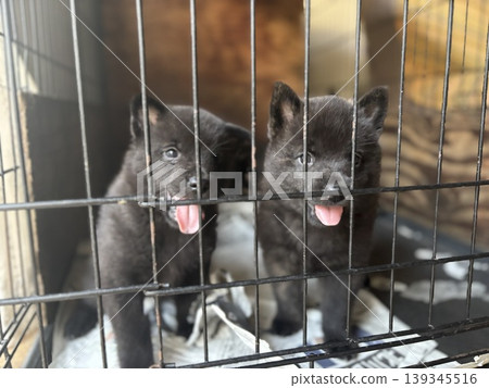 Kai dog puppy Kai dog puppy 139345516