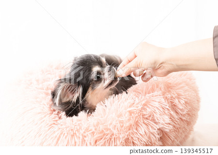 Chihuahua to get a snack Chihuahua to get a snack 139345517