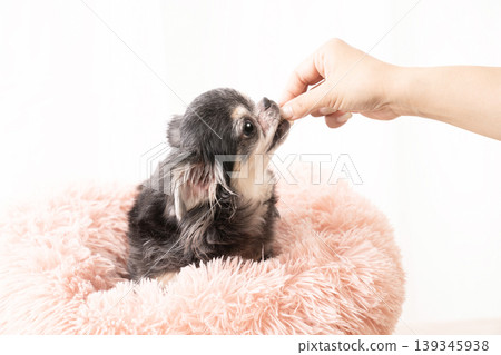Chihuahua to get a snack Chihuahua to get a snack 139345938