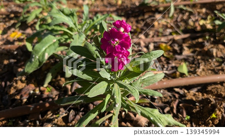 Red-purple stock flower with green leaves in a garden Red-purple stock flower with green leaves in a garden 139345994