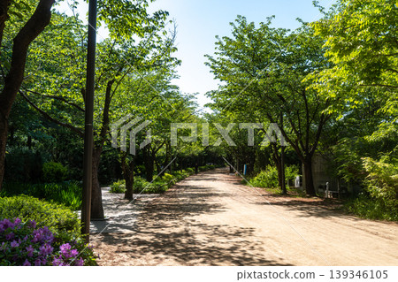 Seoul, South Korea - Apr. 24, 2026 : Sunny Path Through Lush Green Trees in Seoul Forest Park, South Korea Seoul, South Korea - Apr. 24, 2026 : Sunny Path Through Lush Green Trees in Seoul Forest Park, South Korea 139346105